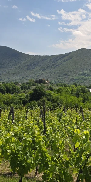 Degustazione in Masseria - immagine 4